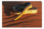 Woma Python in Australian Desert by Anonymous