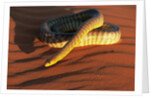 Woma Python in Australian Desert by Anonymous