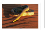 Woma Python in Australian Desert by Anonymous