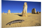 Shingle-Back Skink Crossing the Australian Desert by Anonymous