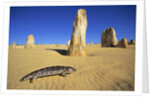 Shingle-Back Skink Crossing the Australian Desert by Anonymous