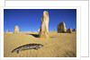 Shingle-Back Skink Crossing the Australian Desert by Anonymous