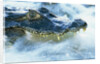 Caiman Waiting in Running Water by Anonymous