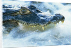 Caiman Waiting in Running Water by Anonymous
