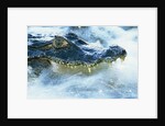 Caiman Waiting in Running Water by Anonymous