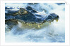 Caiman Waiting in Running Water by Anonymous