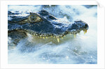 Caiman Waiting in Running Water by Anonymous