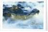 Caiman Waiting in Running Water by Anonymous