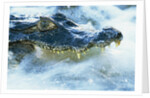 Caiman Waiting in Running Water by Anonymous