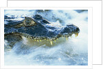 Caiman Waiting in Running Water by Anonymous