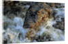 Caiman Waiting in Running Water by Anonymous