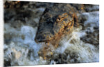 Caiman Waiting in Running Water by Anonymous