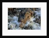 Caiman Waiting in Running Water by Anonymous