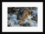 Caiman Waiting in Running Water by Anonymous