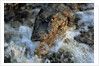 Caiman Waiting in Running Water by Anonymous