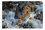 Caiman Waiting in Running Water by Anonymous