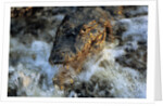 Caiman Waiting in Running Water by Anonymous