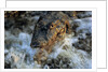 Caiman Waiting in Running Water by Anonymous