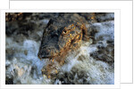 Caiman Waiting in Running Water by Anonymous