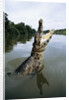 Caiman Emerging from River by Anonymous