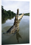 Caiman Emerging from River by Anonymous