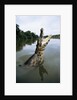 Caiman Emerging from River by Anonymous