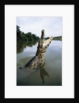 Caiman Emerging from River by Anonymous