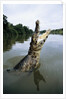Caiman Emerging from River by Anonymous