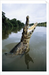 Caiman Emerging from River by Anonymous