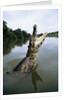 Caiman Emerging from River by Anonymous