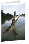 Caiman Emerging from River by Anonymous
