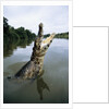 Caiman Emerging from River by Anonymous