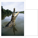 Caiman Emerging from River by Anonymous