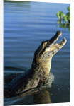 Caiman Emerging from River by Anonymous