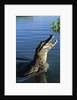 Caiman Emerging from River by Anonymous