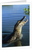 Caiman Emerging from River by Anonymous