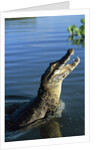 Caiman Emerging from River by Anonymous
