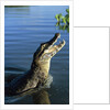 Caiman Emerging from River by Anonymous