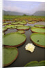 Water Lilies on the Pantanal Wetlands by Anonymous