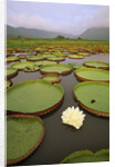 Water Lilies on the Pantanal Wetlands by Anonymous