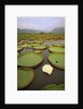 Water Lilies on the Pantanal Wetlands by Anonymous