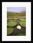 Water Lilies on the Pantanal Wetlands by Anonymous