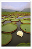 Water Lilies on the Pantanal Wetlands by Anonymous