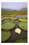 Water Lilies on the Pantanal Wetlands by Anonymous