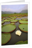 Water Lilies on the Pantanal Wetlands by Anonymous