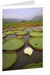 Water Lilies on the Pantanal Wetlands by Anonymous