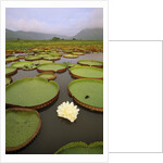 Water Lilies on the Pantanal Wetlands by Anonymous