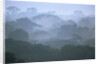 Tropical Rainforest Canopy in Morning Fog by Anonymous