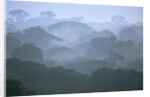 Tropical Rainforest Canopy in Morning Fog by Anonymous