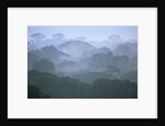 Tropical Rainforest Canopy in Morning Fog by Anonymous